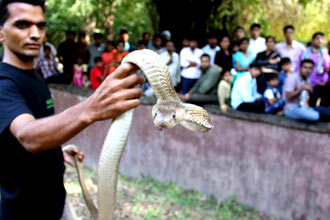 101027_snake_demo_zoo_1
